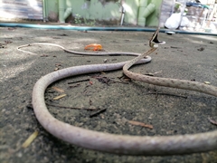 Oxybelis rutherfordi