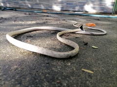 Oxybelis rutherfordi