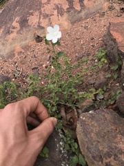 Pavonia leptocalyx