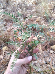 Astragalus michauxii