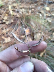 Astragalus michauxii