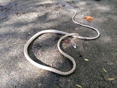 Oxybelis rutherfordi