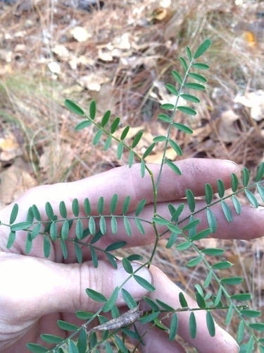 Image of Astragalus michauxii by (c) Scott Ward, some rights reserved (CC BY)