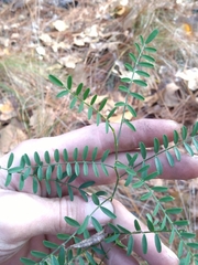 Astragalus michauxii