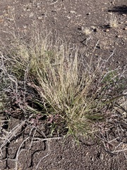 Schmidtia pappophoroides