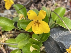 Viola maculata