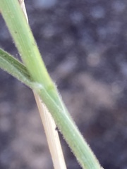 Schmidtia pappophoroides