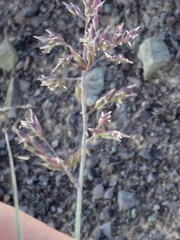 Schmidtia pappophoroides