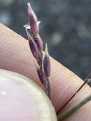 Schmidtia pappophoroides