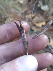 Astragalus michauxii