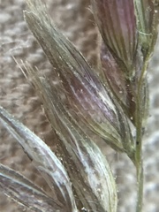 Schmidtia pappophoroides
