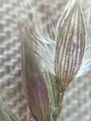 Schmidtia pappophoroides