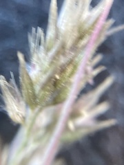 Schmidtia pappophoroides