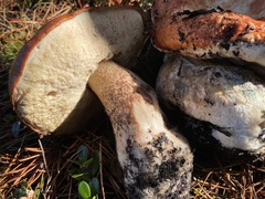Leccinum largentii