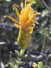 Pteronia viscosa