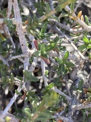 Pteronia viscosa
