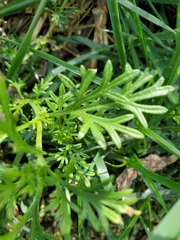 Glandularia chiricahensis