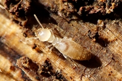 Reticulitermes urbis