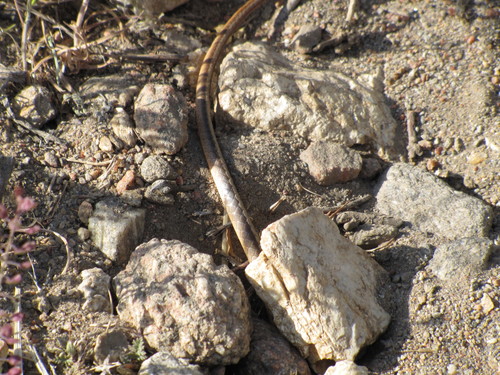 Masticophis lateralis