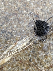 Epicoccum andropogonis