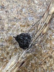 Epicoccum andropogonis