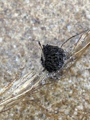 Epicoccum andropogonis