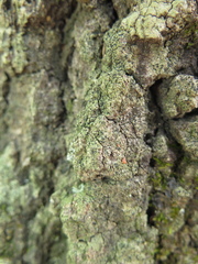 Bacidia circumspecta