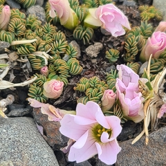 Oxalis enneaphylla