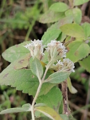 Stevia tomentosa