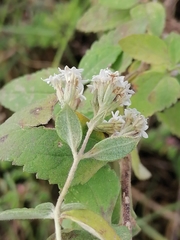 Stevia tomentosa