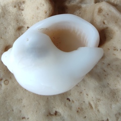 Nassarius circumcinctus