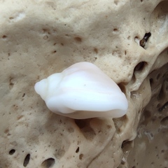 Nassarius circumcinctus