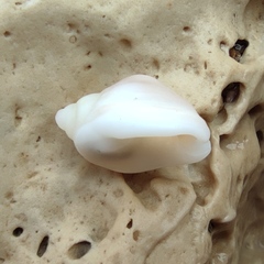 Nassarius circumcinctus