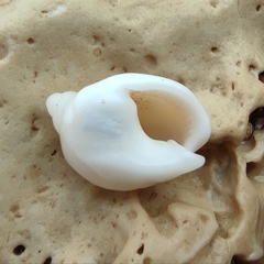 Nassarius circumcinctus