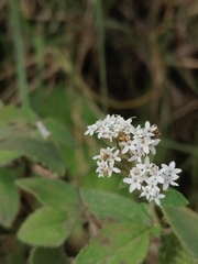 Stevia tomentosa