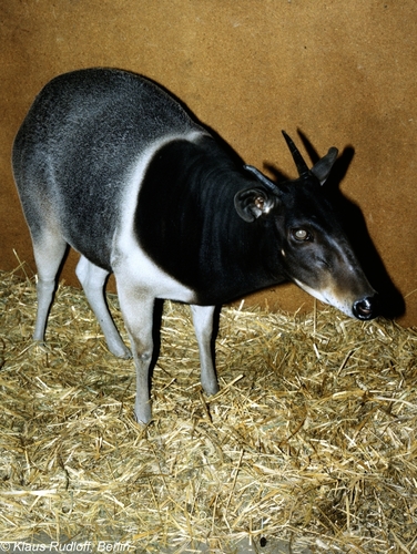 Jentink's Duiker (Cephalophus jentinki) — Endangered Mammalia