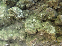 Bacidia circumspecta