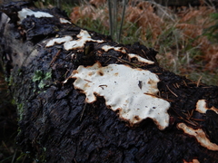 Heterobasidion parviporum