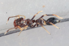 Synemosyna formica image