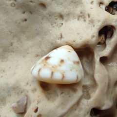 Trochus erithreus