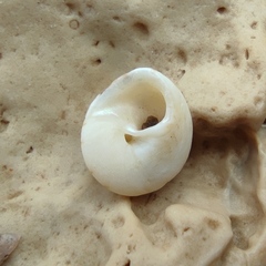 Trochus erithreus