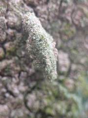 Luffia ferchaultella