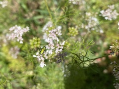 Buprestinae