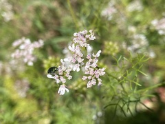 Buprestinae