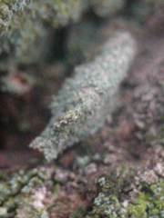 Luffia ferchaultella