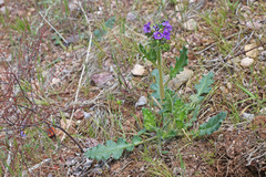 Phacelia ambigua