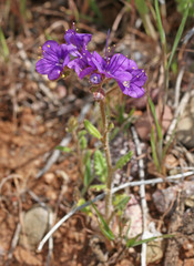 Phacelia ambigua