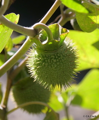 Datura wrightii