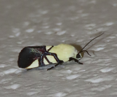 Eusceptis flavifrimbriata