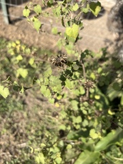 Pavonia lasiopetala